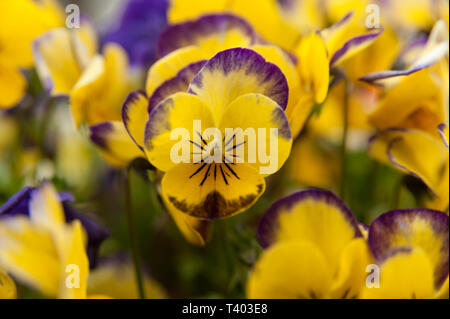Schönen Gelb Violett Springen bis Viola Blume. Wissenschaftlicher Name: Viola sororia. Common Name: Gehörnte Violett. Close-up. Hintergrund verschwommen mit verschiedenen ot Stockfoto