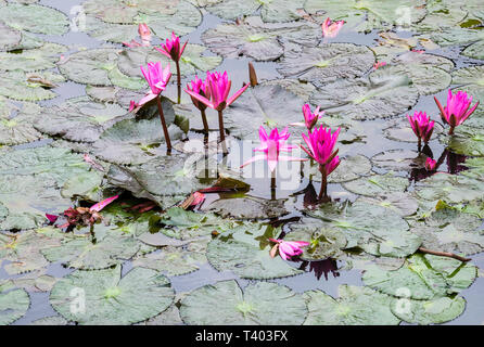 Ein seerosen Teich in die Kaiserstadt, Hue, Vietnam Stockfoto