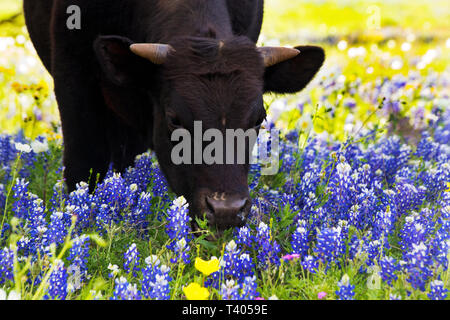 Schwarze Kuh grasen in das wilde Gebirge Bluebonnets in Texas Stockfoto