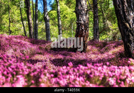 Feder Traum Stockfoto