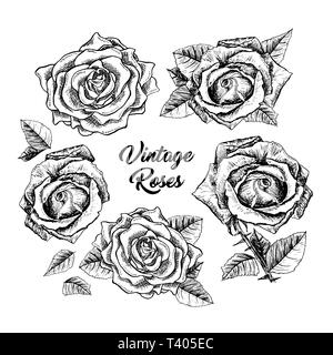 Rosen Hand gezeichnet Vector Illustration. Schwarze und weiße rosebuds Kugelschreiber Cliparts. Florale Strichzeichnungen. Blume Skizzen mit Vintage roses Schriftzug. Isolierte florale Gravur design elemente Stock Vektor