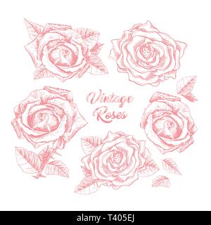 Rosen Hand gezeichnet Vector Illustration. Schwarze und weiße rosebuds Kugelschreiber Cliparts. Florale Strichzeichnungen. Blume Skizzen mit Vintage roses Schriftzug. Isolierte florale Gravur design elemente Stock Vektor