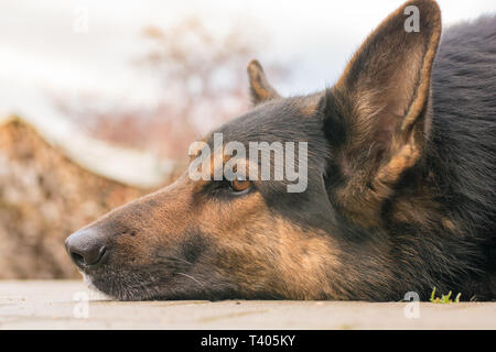 Brauner Hund liegt entspannt auf dem Boden Stockfoto