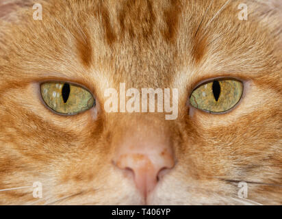 Nahaufnahme eines Ginger tabby Katze Augen, mit einem schweren auf den Betrachter stare Stockfoto
