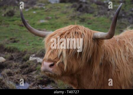 Highland Kuh Schottland Stockfoto