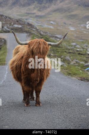 Highland Kuh auf der Straße, Schottland Stockfoto