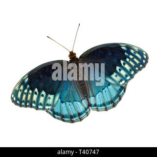 Frau Diana Fritillaryschmetterling isoliert auf weißem Stockfoto