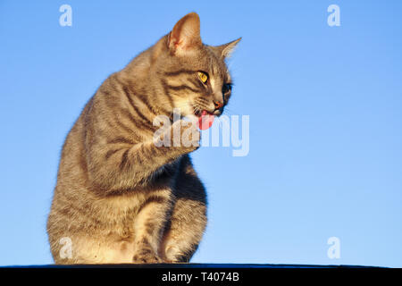 Blue Tabby Katze leckt ihre Pfote in der Abendsonne, mit einem blauen Himmel Hintergrund Stockfoto