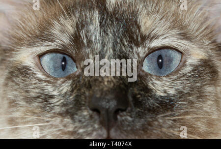 Nahaufnahme einer Tortie Point Siamesische Katze markanten blauen Augen, mit einem neugierig auf den Betrachter stare Stockfoto