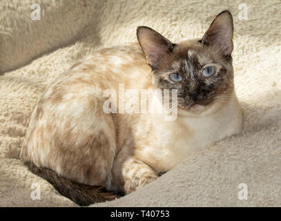 Schönes Tortie Point Siamesische Katze mit einem warmen Bett im Sonnenlicht durch ein Fenster Stockfoto