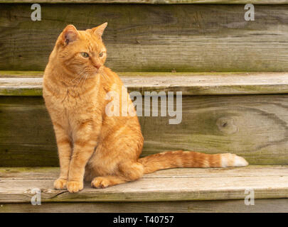 Schöne ginger tabby Katze sitzt auf rustikalen hölzernen Stufen outdooors Stockfoto