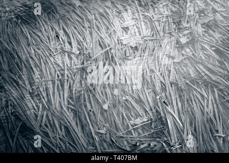 Oberfläche der Teich mit schmelzendem Eis. Im letzten Frühling eis Textur mit Wasser Pflanzen darunter. Schwarzweißbild. Stockfoto