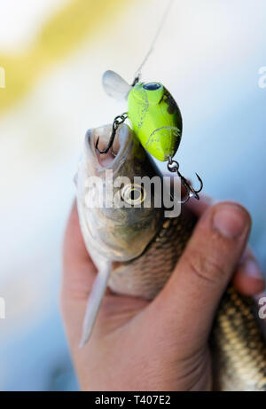 Döbel gefangen auf spinnen Köder in Fisherman's Hand Stockfoto