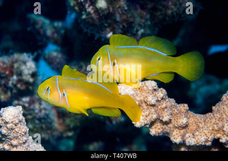 Zitrone Coralgoby [Gobiodon Citrinus] paar auf Korallen Barsch.  Ägypten, Rotes Meer. Stockfoto