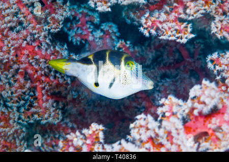 Filefish Paraluteres prionurus] [nachahmen. Komodo National Park, Indonesia. Stockfoto