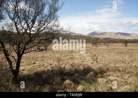Grasbewachsene Moor- und Silber Birke Betula pendula Gras Punkt Mull Argyll und Bute Schottland Großbritannien Stockfoto
