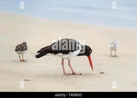 Amerikanische Austernfischer (Haematopus palliatus Oystercather galapagensis), Familie (Haematopodidae), die Insel Isabela, Galapagos, Ecuador Stockfoto