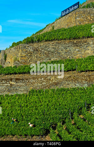 Terrassierten Weinberg auf trockenmauern an einem steilen Hang, Weinberg Hölle Valley, Vale do Inferno, Weingut Quinta de la Rosa, Pinhao, Douro-tal, Portugal Stockfoto