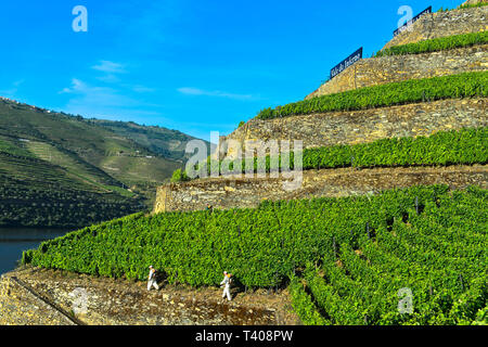 Arbeitnehmer in den terrassierten Weinberg Hölle Valley, Vale do Inferno, Weingut Quinta de la Rosa, Pinhao, Douro-tal, Portugal Stockfoto