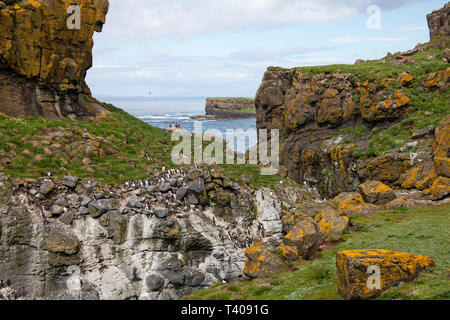 Kolonie der Gemeinsamen trottellumme Uria aalge und Atlantic puffin Fratercula arctica Lunga Insel der Inneren Hebriden Argyll und Bute Schottland Großbritannien 2014 Stockfoto