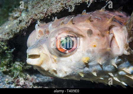 [Burrfish orbicular Cyclichthys orbicularis]. Nord Sulawesi, Indonesien. Indo-West Pazifik. Stockfoto