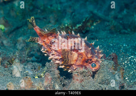 [Burfish orbicular Cyclichthys orbicularis] Zuflucht auf dem Meeresgrund. Lembeh Strait, Nord Sulawesi, Indonesien. Stockfoto