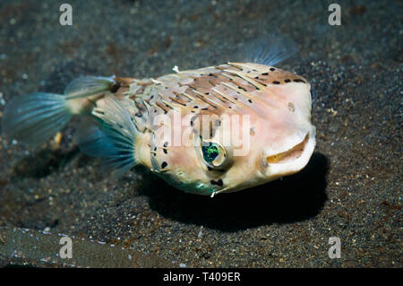 Sommersprossige Porcupinefish [Diodon holocanthus]. Nord Sulawesi, Indonesien. Indo-West Pazifik. Stockfoto