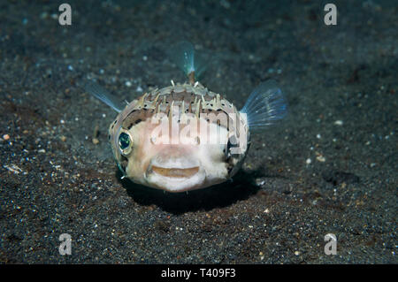 Sommersprossige Porcupinefish [Diodon holocanthus]. Nord Sulawesi, Indonesien. Indo-West Pazifik. Stockfoto