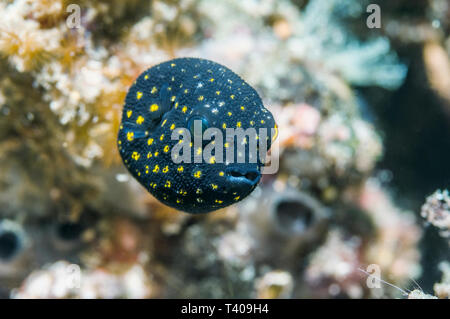 Guineafowl Puffer [Arothron nigropunctatus] Jugendlicher. Lembeh Strait, Nord Sulawesi, Indonesien. Indo-West Pazifik. Stockfoto