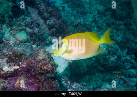 Coral Rabbitfish [Siganus carallinus]. Mabul, Malaysia. Indo-West Pazifik. Stockfoto