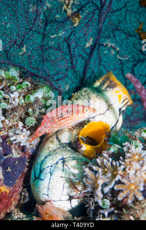 Zwei vor Ort Lippfisch [Oxycheilinus bimaculatus] thront auf einem goldenen Seescheiden Polycarpa aurata []. Lembeh Strait, Nord Sulawesi, Indonesien. Indo-West Pa Stockfoto
