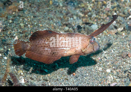 BLue razor Lippfisch [Xyrichtys pavo] Jugendlicher. Komodo Natioanl Park, Indonesien. Stockfoto