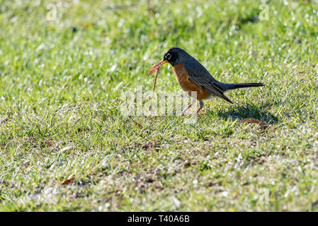 Der frühe Frühling robin Fang Wurm im grünen Gras auf ein Feld. Stockfoto