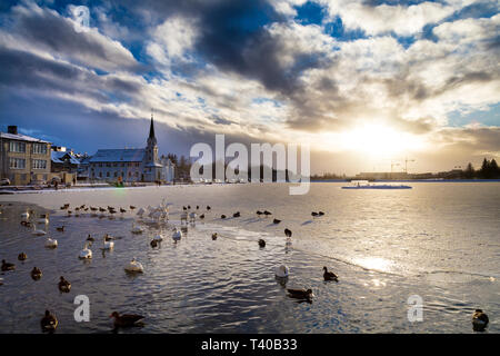 Enten und Schwäne schwimmen auf einem vereisten See Tjörnin Teich mit Fríkirkjan im Hintergrund im Winter in Reykjavik, Island Stockfoto