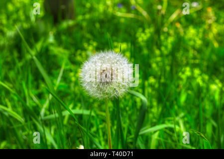 Dieses einzigartige Bild zeigt ein Löwenzahn Blume, die blüht auf einer Wiese in den Bayerischen Alpen in Deutschland Stockfoto