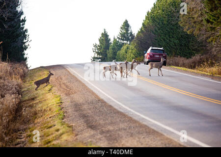 Herde der Weißwedelhirsche (odocoileus virginianus) Überqueren einer Grafschaft Autobahn Straße in Wisconsin Stockfoto