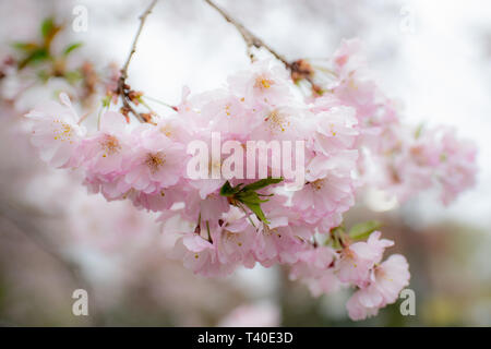 Kirschbaum Blüten im Frühling - prunus Rosengewächse blossom Close up - blühende Bäume blühen mit rosa und weißen Blüten - cherry tree blossom Close up Stockfoto