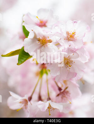 Kirschbaum Blüten im Frühling - prunus Rosengewächse blossom Close up - blühende Bäume blühen mit rosa und weißen Blüten - cherry tree blossom Close up Stockfoto