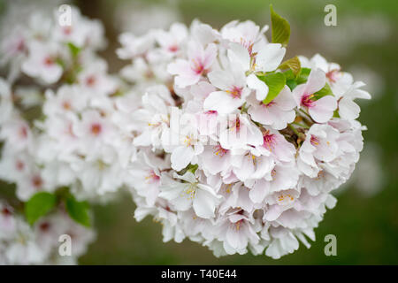 Prunus x Yedoensis Kirschbaum im Frühling blühenden Bäume blühen mit weißen Blumen - Prunus Yedoensis cherry tree blossom Close up Stockfoto