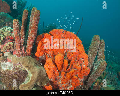 Esponja Metazoen - Los Roques. Venezuela Stockfoto