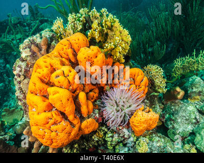 Agelas clathrodes y Metazoen - anemona Los Roques. Venezuela Stockfoto