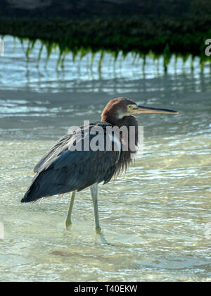 Egreta Vogel braun Wandern am Strand am Karibischen Meer Los Roques Venezuela. Großer blauer Reiher Stockfoto