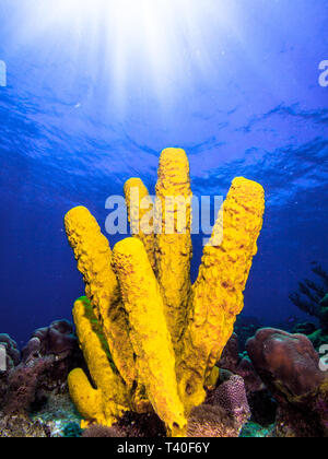 Rohr Schwamm - Los Roques Venezuela Stockfoto