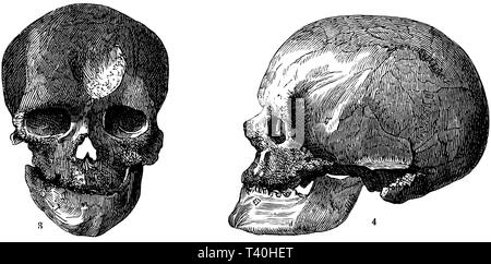 Schädel eines alten Mannes aus der Cro-Magnon-Höhle, Stockfoto