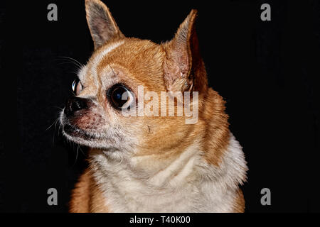 Profil der Hund auf schwarzem Hintergrund. Ein Hund der Rasse Chihuahua. Glatten Haaren, Rot. Er schaut nach links. Sie können sehen, den Kopf, Ohren, Augen Stockfoto