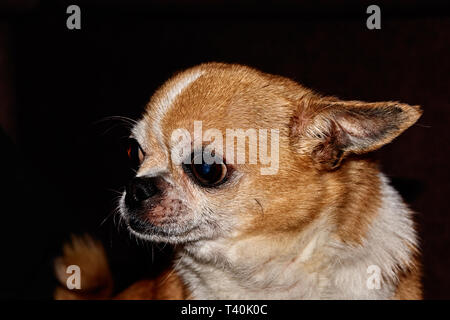 Profil der Hund auf schwarzem Hintergrund. Ein Hund der Rasse Chihuahua. Glatten Haaren, Rot. Er schaut nach links. Sie können sehen, den Kopf, Ohren, Augen Stockfoto