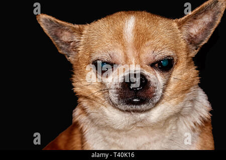 Profil der Hund auf schwarzem Hintergrund. Ein Hund der Rasse Chihuahua. Glatten Haaren, Rot. Er schaut nach links. Sie können sehen, den Kopf, Ohren, Augen Stockfoto