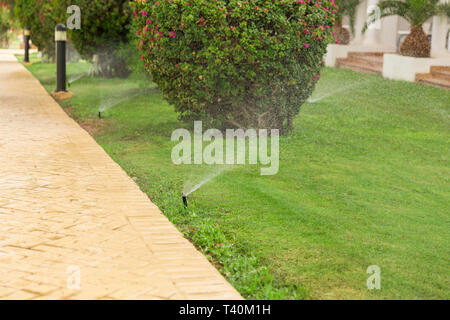 Sprinklerschutz im Garten Bewässerung des Rasens. Automatische Bewässerung rasen Konzept. Stockfoto