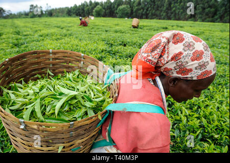 Kenia Limuru, Tigoni, Kaffee Ernte, Frauen grüne Teeblätter in Kaffee Garten/Kenia, T-Stück Ernte, dem Frauenbach pfluecken sterben Teeblaetter zupfen Stockfoto