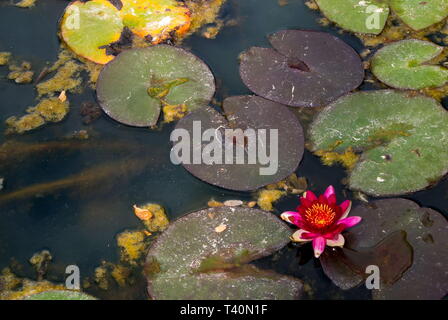Helle blühende Nymphaea im Sumpf Stockfoto